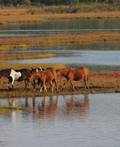 MD3P8170 Chincoteague Ponies, Virginia, USA 2008