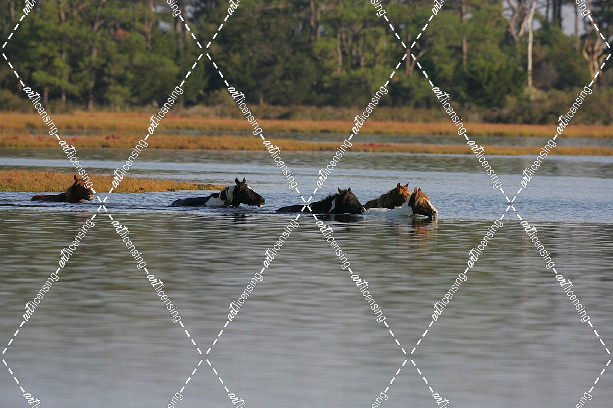 MD3P8175 Chincoteague Ponies In Water, Virginia, USA 2008 2