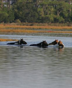 MD3P8175 Chincoteague Ponies In Water, Virginia, USA 2008 2