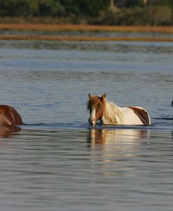 MD3P8202 Chincoteague Ponies In Water, Virginia, USA 2008