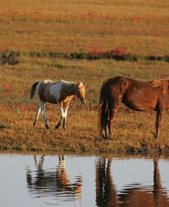 MD3P8122 Chincoteague Mare & Foal, Virginia, USA 2008 2