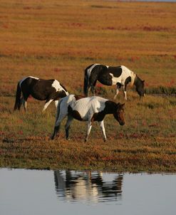 MD3P8126 Chincoteague Ponies, Virginia, USA 2008