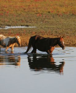 MD3P8129 Chincoteague Mare & FoalIn Water, Virginia, USA 2008