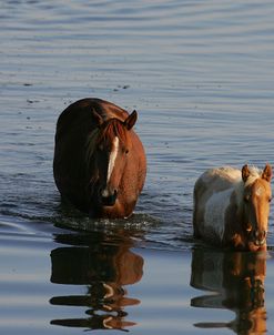 MD3P8143 Chincoteague Mare & FoalIn Water, Virginia, USA 2008