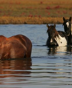 MD3P8226 Chincoteague PoniesIn Water, Virginia, USA 2008