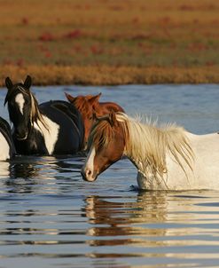 MD3P8233 Chincoteague Ponies In Water, Virginia, USA 2008