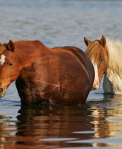 MD3P8241 Chincoteague Ponies In Water, Virginia, USA 2008