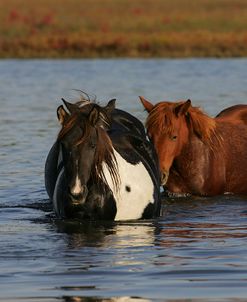 MD3P8251 Chincoteague Ponies In Water, Virginia, USA 2008