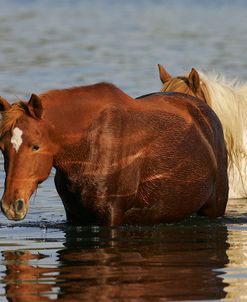MD3P8254 Chincoteague Ponies In Water, Virginia, USA 2008