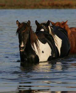 MD3P8257 Chincoteague Ponies In Water, Virginia, USA 2008