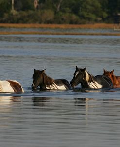 MD3P8208 Chincoteague Ponies In Water, Virginia, USA 2008