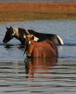 MD3P8209 Chincoteague Ponies In Water, Virginia, USA 2008