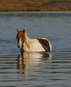 MD3P8212 Chincoteague Pony In Water, Virginia, USA 2008