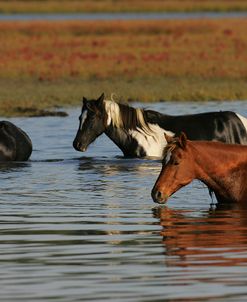 MD3P8219 Chincoteague Ponies In Water, Virginia, USA 2008