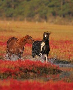 MD3P8279 Chincoteague Ponies, Virginia, USA 2008