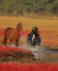 MD3P8281 Chincoteague Ponies, Virginia, USA 2008