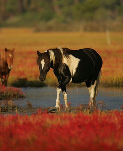 MD3P8289 Chincoteague Pony, Virginia, USA 2008