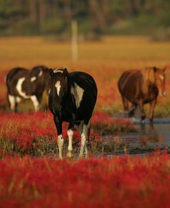 MD3P8293 Chincoteague Ponies, Virginia, USA 2008