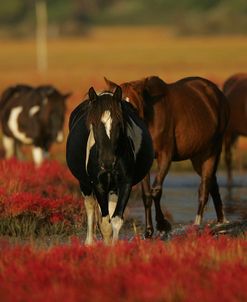 MD3P8296 Chincoteague Ponies, Virginia, USA 2008