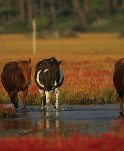 MD3P8299 Chincoteague Ponies In Water, Virginia, USA  2008