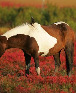 MD3P8261 Chincoteague Pony, Virginia, USA 2008 2