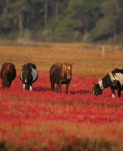 MD3P8268 Chincoteague Ponies Grazing, Virginia, USA 2008