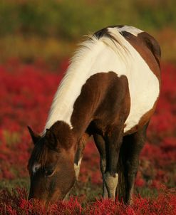 MD3P8270 Chincoteague Pony Grazing, Virginia, USA 2008