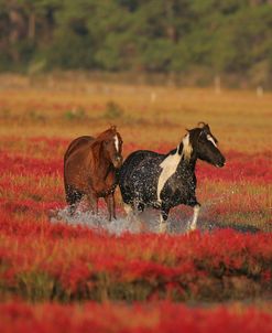 MD3P8278 Chincoteague Ponies, Virginia, USA 2008