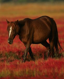 MD3P8301 Chincoteague Pony, Virginia, USA 2008