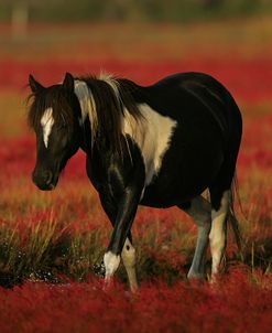 MD3P8304 Chincoteague Pony, Virginia, USA 2008