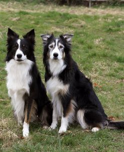 AY3V1026 Collie – Border