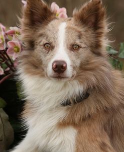 AY3V2308 Collie – Border