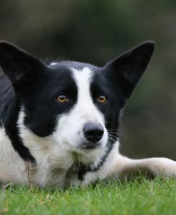 AY3V2462 Collie – Border