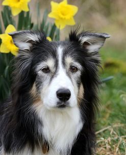 AY3V1046 Collie – Border