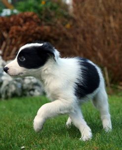 AY3V1476 Collie – Border