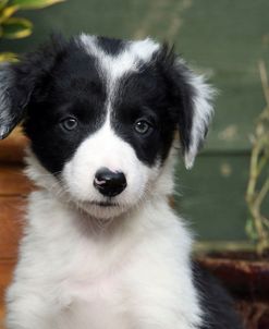 AY3V1856 Collie – Border