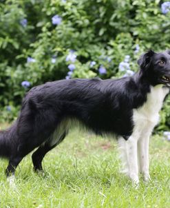 AY3V3489 Collie – Border