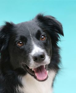 AY3V3550 Collie – Border