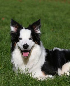 AY3V4700 Collie – Border