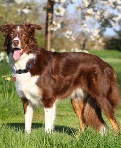 CQ2R1942 Collie – Border