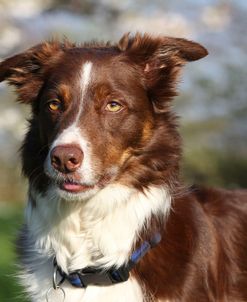 CQ2R1958 Collie – Border