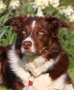 CQ2R2010 Collie – Border