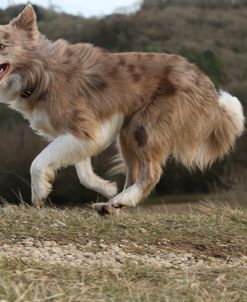 AY3V2583 Collie – Border