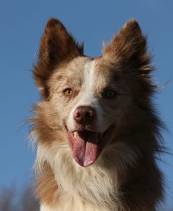 AY3V2788 Collie – Border