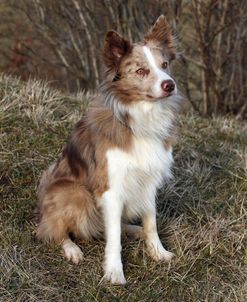 AY3V2826 Collie – Border