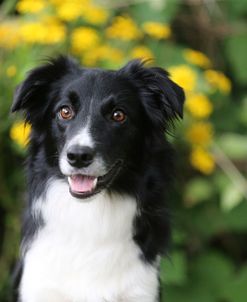 AY3V3472 Collie – Border