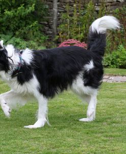 CQ2R2557 Collie – Border