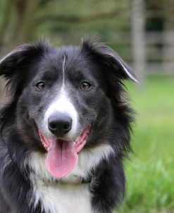 CQ2R2571 Collie – Border