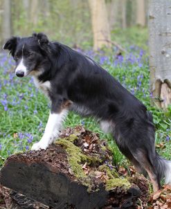 CQ2R3800A Collie – Border