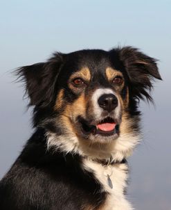 CQ2R4265 Collie – Border